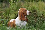 BASSET HOUND 047